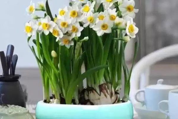 水仙花怎么养？养殖水仙花要掌握哪些关键的养护方法和管理要点？插图6
