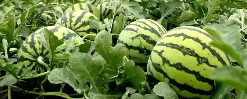 早春大棚西瓜种植管理技术的方法和重点?早春大棚种西瓜要做好哪些细节?-会东网