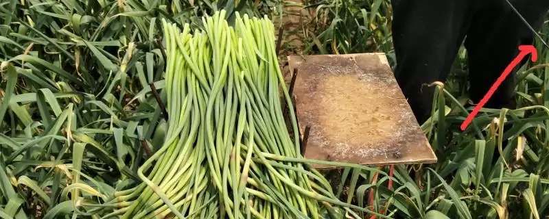 蒜苔的产地？了解蒜苔产地要知晓哪些主要的地域分布和种植环境信息？-会东网