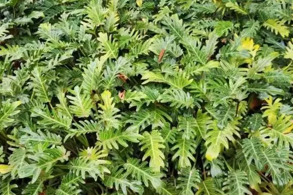 图片[6]-茎刺和叶刺的区别 ,茎刺和叶刺在哪些方面不同呢-会东网