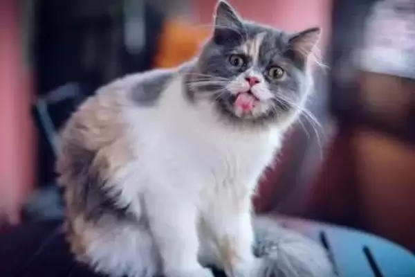 母猫发情的时候能做绝育吗 ,母猫发情时是不可以进行绝育手术的插图3 母猫发情的时候能做绝育吗 ,母猫发情时是不可以进行绝育手术的插图3