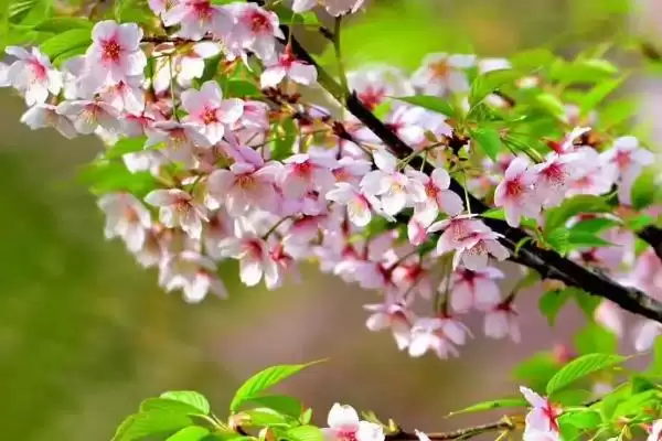 图片[3]-认识好看花卉的方法和重点？认识好看花卉要做好哪些细节？-会东网