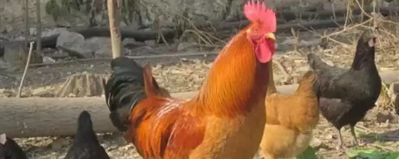 探究土鸡产软皮蛋原因的方法和重点?养鸡要做好哪些蛋类异常排查?-会东网