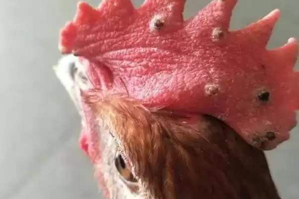 防治鸡痘的方法和重点?养鸡要做好哪些疫病防控措施?插图6 防治鸡痘的方法和重点?养鸡要做好哪些疫病防控措施?插图6