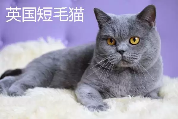 猫有哪些常见的品种 ,猫的哪些品种有优势特点插图5 猫有哪些常见的品种 ,猫的哪些品种有优势特点插图5