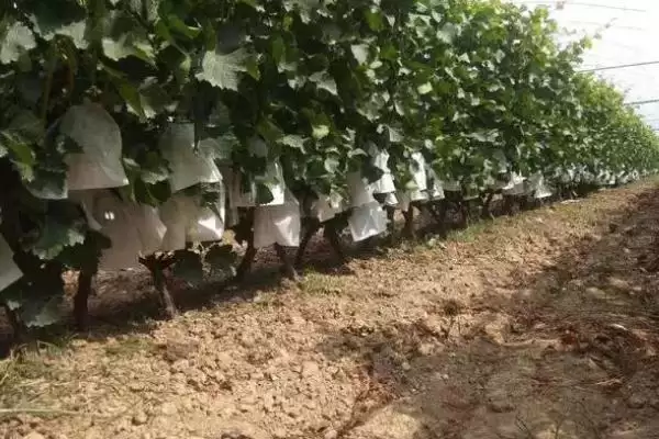 葡萄补钙方法全解：喷施或淋施钙肥的操作要点插图3