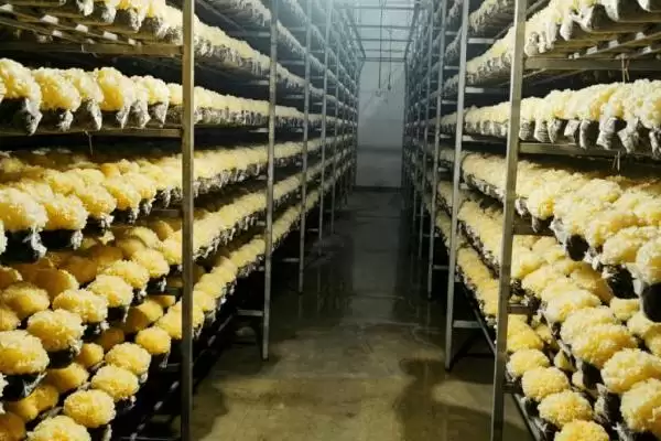 图片[3]-了解银耳栽培条件的方法和重点？了解银耳栽培条件要做好哪些细节？-会东网