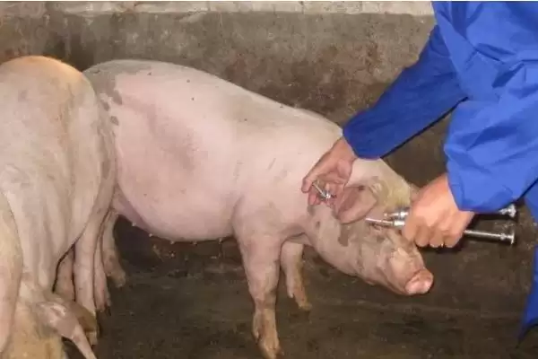 探究猪呕吐原因的方法和重点？养猪要做好哪些消化系统健康细节？插图4