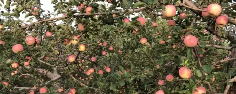 苹果盛果期怎么施肥,以钾肥为主,磷肥为辅-会东网