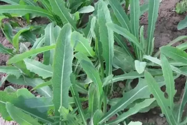 图片[5]-目前哪些野菜具有种植前景呢,芦蒿、苋菜、苦菜等野菜有种植前景-会东网