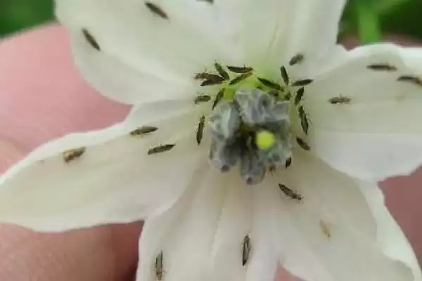 图片[4]-防治彼岸花虫害的方法和重点？防治彼岸花虫害要做好哪些细节？-会东网