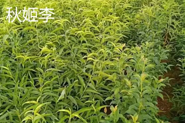 图片[8]-黑霸王李子苗的价格，一棵需要3-6元左右-会东网