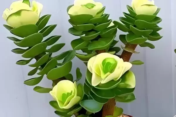 金钱木长叶子的时间 ,金钱木在什么情况下能长叶子插图5