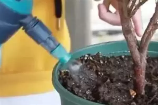 图片[2]-秋天芍药花施肥要点：秋天施肥对芍药生长的作用-会东网