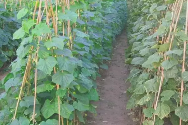 露天黄瓜的株行距是多少 ,露天黄瓜株行距一般为多少插图1 露天黄瓜的株行距是多少 ,露天黄瓜株行距一般为多少插图1