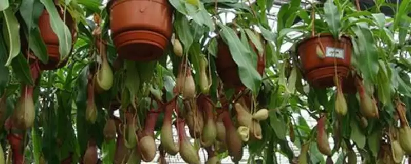 养殖猪笼草的方法和重点?养猪与特色植物养殖有哪些关联细节?-会东网