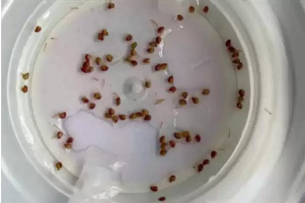 图片[6]-草莓第二年要不要重新种，在第二年不用重新育苗种植-会东网