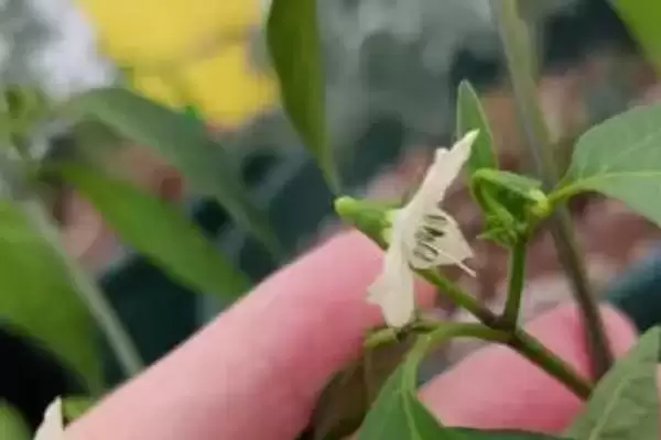 辣椒的授粉需求 ,辣椒为何需要授粉才能结果呢?插图2 辣椒的授粉需求 ,辣椒为何需要授粉才能结果呢?插图2