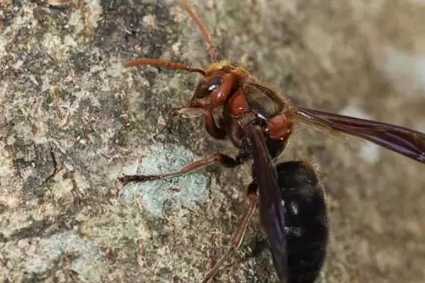 虎头蜂蛰了会死吗，被蛰者可能会有生命危险插图5