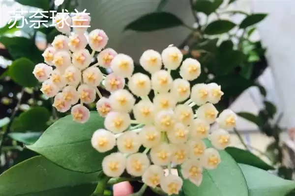 球兰换盆最佳时间解析：一年四季可换盆的优势及注意插图7