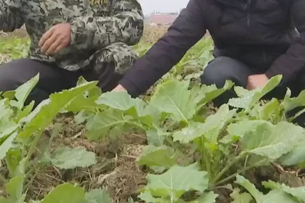 哪种油菜专用肥料比较好,适量追施钾肥效果更佳插图3 哪种油菜专用肥料比较好,适量追施钾肥效果更佳插图3