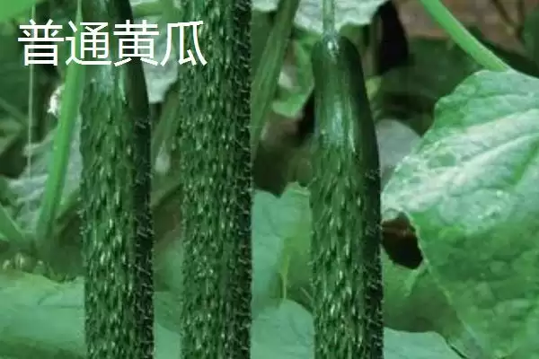 判断水果黄瓜能否生吃的方法和重点?对待水果黄瓜生吃要做好哪些细节?插图3 判断水果黄瓜能否生吃的方法和重点?对待水果黄瓜生吃要做好哪些细节?插图3