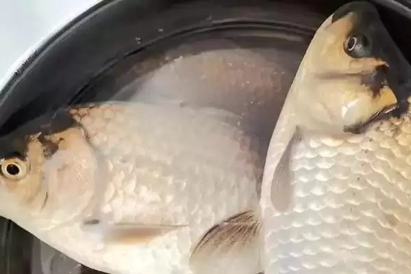 图片[2]-螺鲤 2 号野钓可以和什么搭配 ,螺鲤 2 号野钓可配哪些饵料-会东网