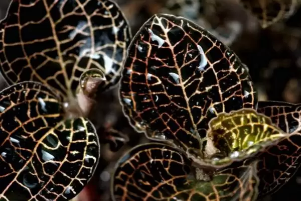 金线莲的品种 ,常见的金线莲有哪些品种呢插图2 金线莲的品种 ,常见的金线莲有哪些品种呢插图2