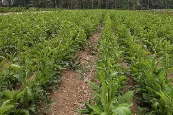 图片[5]-种植白术的风险和应对？种植白术需关注哪些潜在问题？-会东网