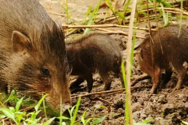 世界上最小的猪：成年姬猪仅20-30厘米的奇妙身姿插图3