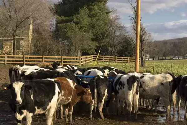 家畜饲养的情况,大多数企业都处于传统粗放型的发展状态插图1 家畜饲养的情况,大多数企业都处于传统粗放型的发展状态插图1