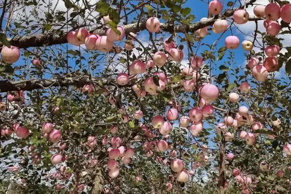 苹果的种植方法,定植后要及时整形、环割插图3 苹果的种植方法,定植后要及时整形、环割插图3