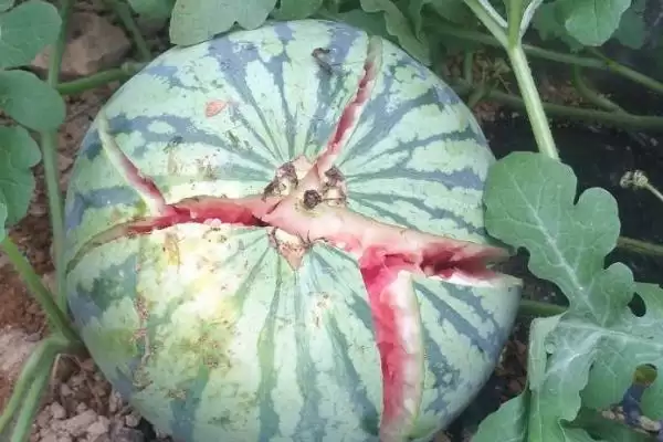 防治西瓜裂瓜的方法和重点？种西瓜要做好哪些细节防裂瓜？插图1