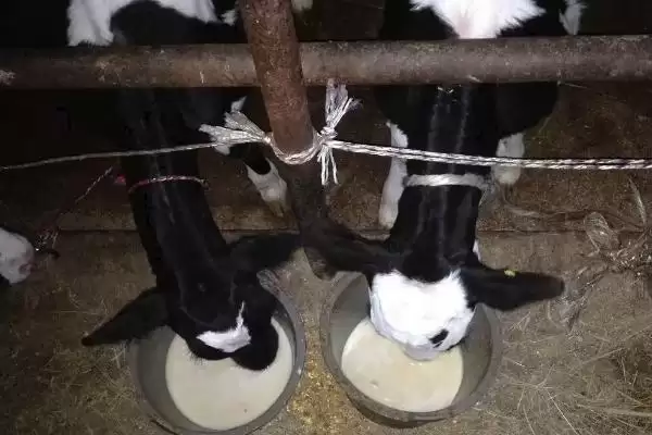 牛犊三个月能长多大？170斤左右的成长奇迹插图3