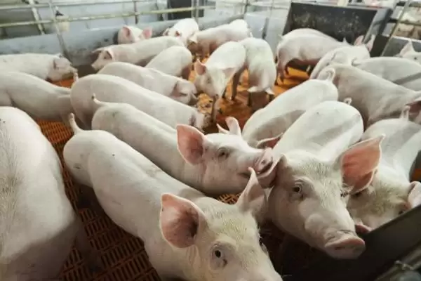 解决猪不吃食问题的方法和重点?养猪要做好哪些饮食管理细节?插图1 解决猪不吃食问题的方法和重点?养猪要做好哪些饮食管理细节?插图1