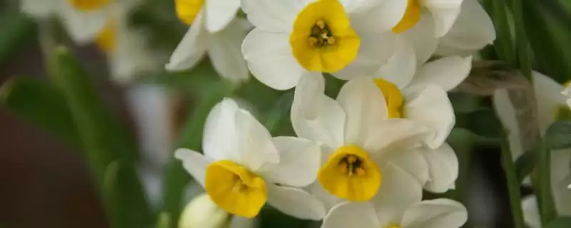 水仙花怎么养？养殖水仙花要掌握哪些关键的养护方法和管理要点？-会东网