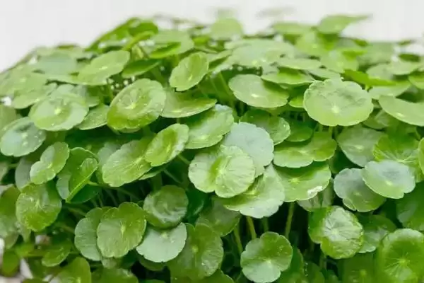 图片[4]-铜钱草简介？认识铜钱草要了解哪些关键的植物形态和生长特性要点？-会东网