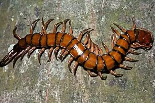 图片[2]-蜈蚣的食物，喜欢吃蝗虫、蟋蟀、蜻蜓等活体昆虫-会东网
