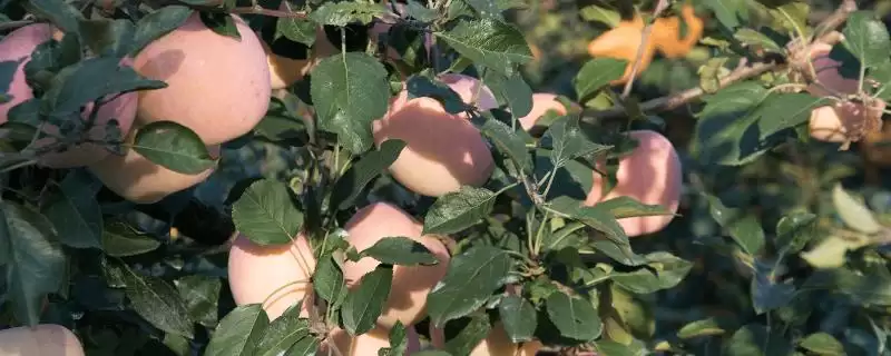 苹果着色技术，从三方面进行-会东网