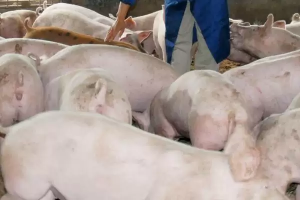 认识猪内脏的方法和重点？养猪要做好哪些猪体结构了解细节？插图4