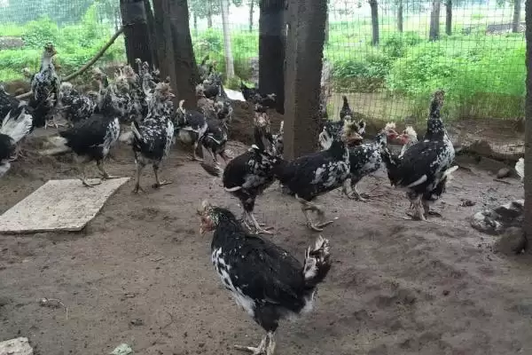 打造贵妃鸡养殖环境的方法和重点?养鸡要做好哪些特色养殖条件营造?插图4 打造贵妃鸡养殖环境的方法和重点?养鸡要做好哪些特色养殖条件营造?插图4