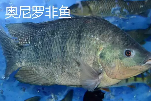 图片[5]-罗非鱼有哪些常见品种 ,罗非鱼的品种多如何培育而来-会东网