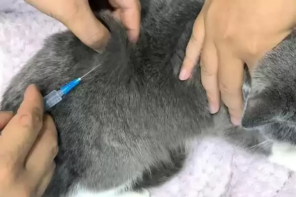 猫支气管哮喘有哪些症状表现 ,猫支气管哮喘急性者呼吸急促等插图10 猫支气管哮喘有哪些症状表现 ,猫支气管哮喘急性者呼吸急促等插图10