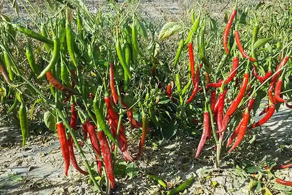 辣椒的种植时间 ,辣椒在春季和秋季种植有何不同?插图2 辣椒的种植时间 ,辣椒在春季和秋季种植有何不同?插图2