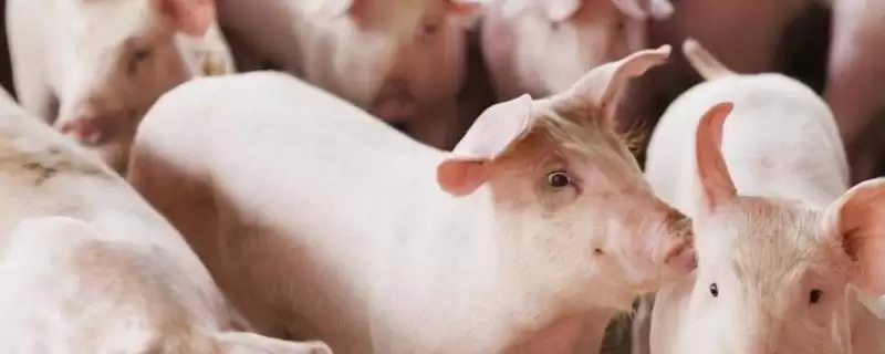 生猪快速育肥的方法和重点？养猪要做好哪些育肥条件细节？-会东网