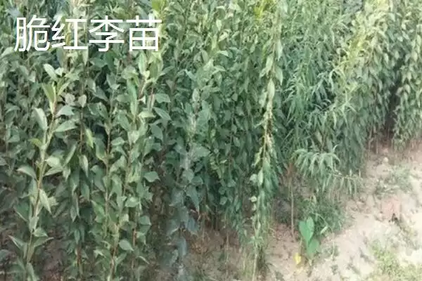 图片[7]-李子属于酸性还是碱性，属于少数酸性水果之一-会东网