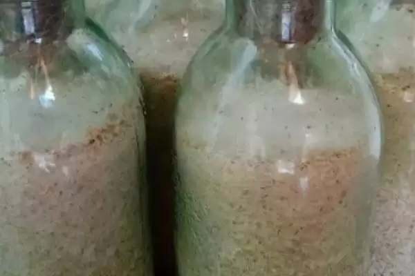 图片[2]-竹笋壳做肥料的可行性和要点？利用竹笋壳做肥料需注意什么？-会东网