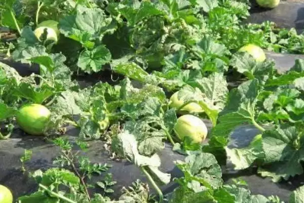 解决甜瓜糖心问题的方法和重点？应对甜瓜糖心要做好哪些细节？插图3