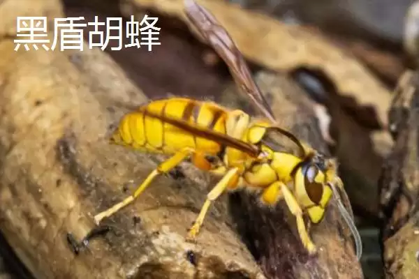 图片[11]-毒蜂的种类，常见以下10种-会东网