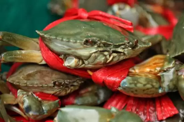 青蟹品种大观:澳洲泥蟹、朝鲜青蟹、越南青蟹等介绍插图4 青蟹品种大观:澳洲泥蟹、朝鲜青蟹、越南青蟹等介绍插图4